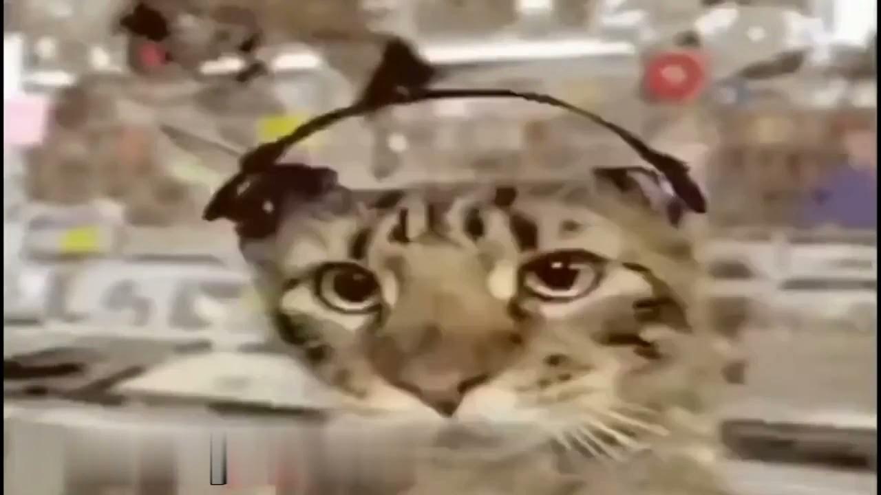 Фото кота мем из тик тока