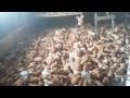 Кормление подрощенных цыплят возраст 78 дней , выращивание кур-несушек