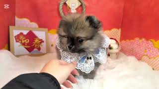 ポメラニアン - 大阪・兵庫のペットショップ｜犬猫・トリミングなら