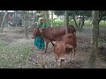 Oh my God!! The village beautiful girl cow service &milk out process _Desh program