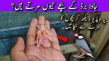 Why Java Sparrow Baby Chicks Die? || Java Bird Ky Bachy Kyun Marti Hain?