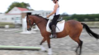 Pixie Pony for sale