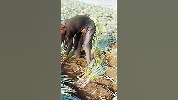 cool farmer techniques when harvesting spring onions #shorts
