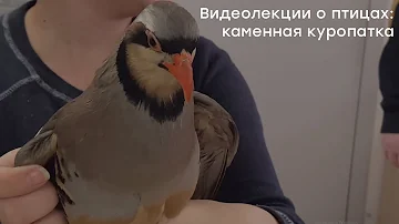 Видеолекции о птицах: каменная куропатка
