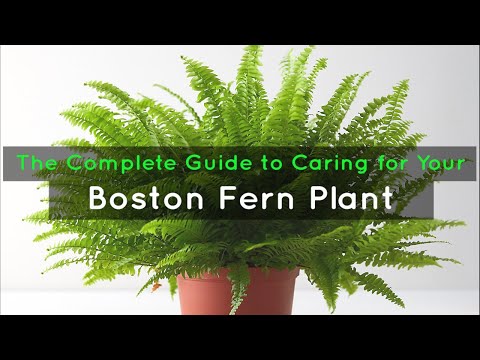 Видео: Boston Fern Light Needs - Требования к освещению для бостонских папоротников