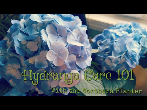Video: Hydrangea Untuk Kebun Zona 3: Merawat Hydrangea Di Iklim Dingin