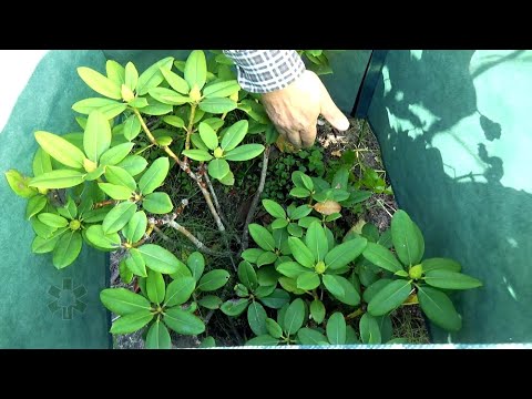 Wideo: Ochrona Roślin Przed Mrozem