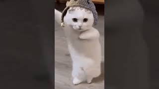 tutorial solo asen eso y ya aparecera un gato cuando das like