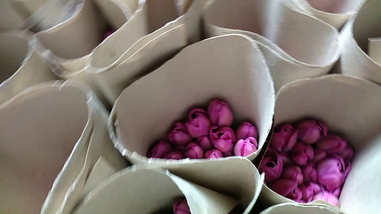 При какой температуре хранить тюльпаны для продажи. Тюльпаны срезка. Упаковка и хранение тюльпана. Луковицы тюльпанов в упаковке. Сортировщик срезанных цветов.