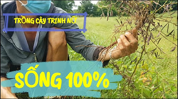 Cách Trồng Cây Trinh Nữ Bonsai Tỉ Lệ Sống 100%.