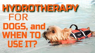 WHAT is HYDROTHERAPY for DOGS and when to USE IT?