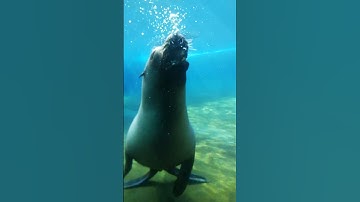 Amsterdam. Artis zoo