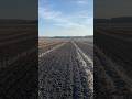 Февраль это весна ? #agriculture #сад