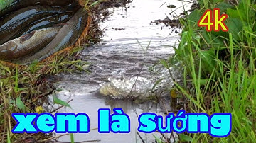 Câu cá lóc đớp mồi cận cảnh xem bao sướng