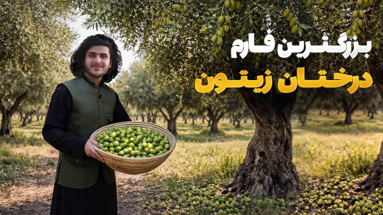 هی میدان طی میدان  -  دیدار باسط ایرج از بزرگترین فارم زیتون در ولایت ننگرهار