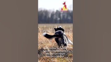 Border Collies are known as the most intelligent dog breed