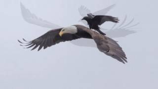 Crow Lands On Eagle