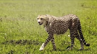 #الاسرع على الاطلاق ، الفهد الصياد اسرع حيوان على وجه الارض                 The fastest cheetah ever