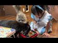 2歳の誕生日会を先輩猫に邪魔される猫　サイベリアン