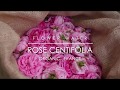 Rosa centifolia in france
