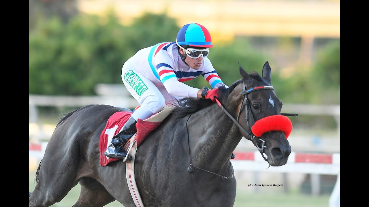 Handicap Blue Stripe 2026 - It's My Look (Equal Stripes)