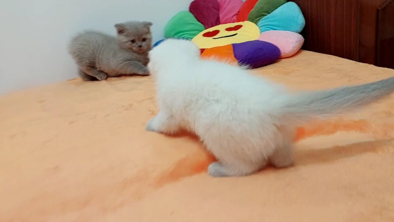 Удивительно смешные и милые видео с кошками и котятами 🐈 🤣 Поднимают настроение 😺