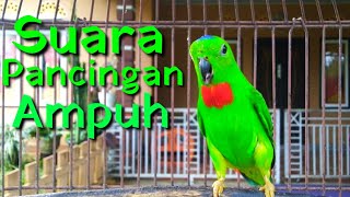 Serindit Master Gacor Dorrr || Ampuh Untuk Pancingan & Masteran