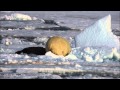 Eisebärenschmaus Polar bear feast