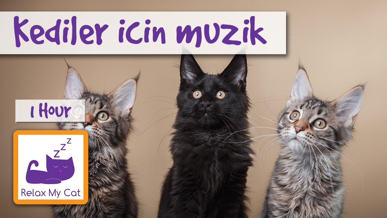 Kediler Icin Muzik Kedi Muzik Kedi Dinlenmek Ve Uyku Yardimci Olmak Icin Youtube