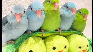 5 peas in a pod   Parrotlets 5 weeks old