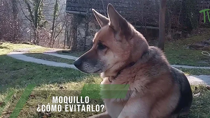 Moquillo Cmo evitarlo? - TvAgro por Juan Gonzalo A...
