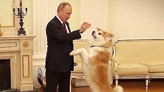 Perro de Vladímir Putin asusta a los periodistas japonese丨CGTN en Español