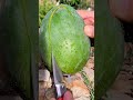 بيبي بطيخه