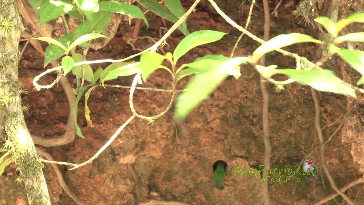 El San Pedrito alimenta a su cría en la boca del nido (Puerto Rican