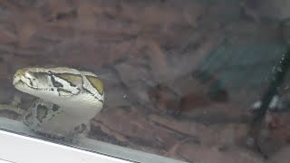 FGCU professor speaks to the state of the Everglades as Python Challenge registration opens