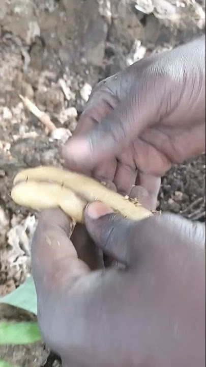 Biggest Queen Termite smoked out of Nest|Hunter gatherers society|offgrid Homesteading#shorts#viral