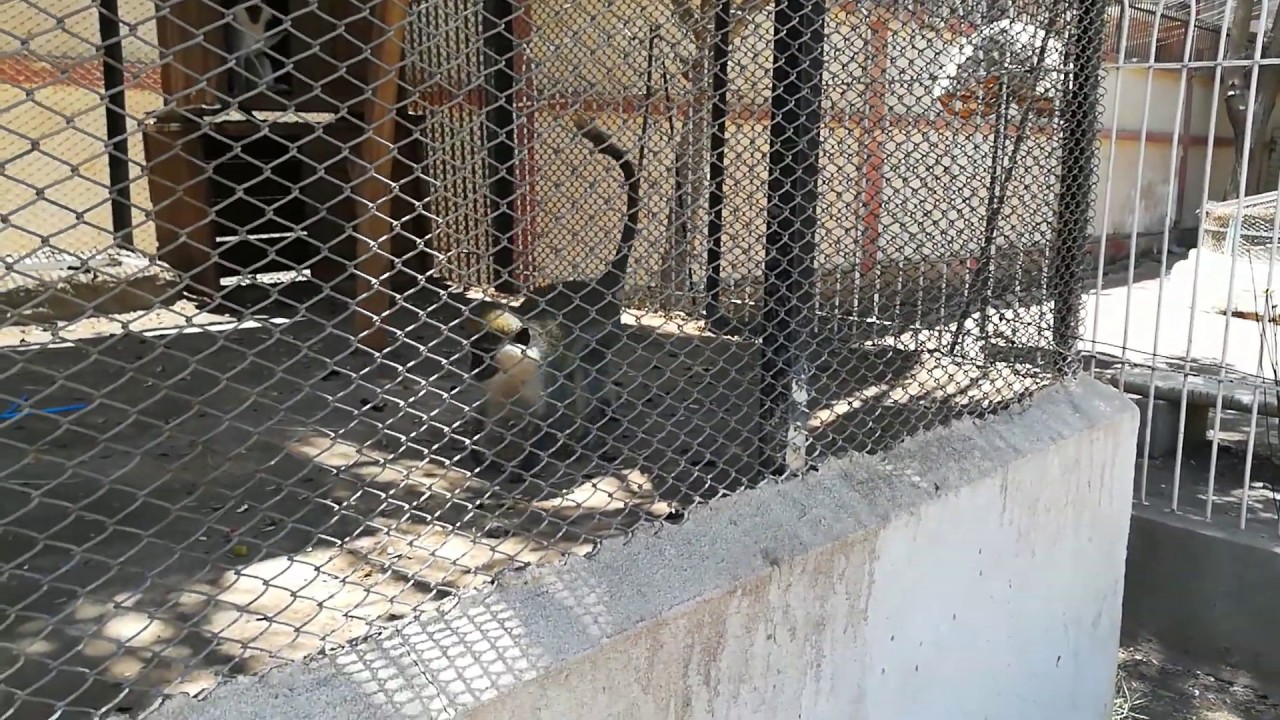 Hungry Chlorocebus aethiops Running Crazy In Cage