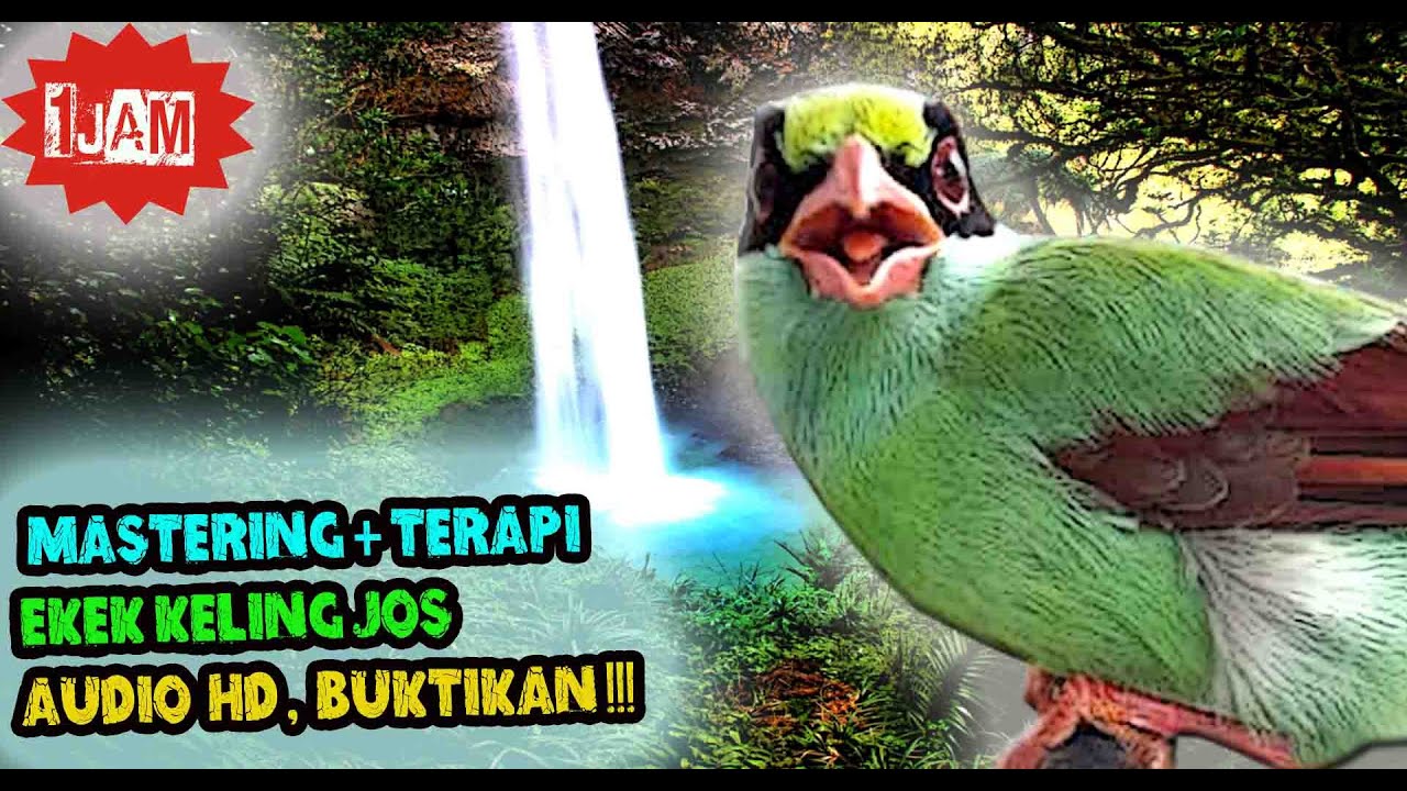 SUARA BURUNG EKEK KELING GACOR   MASTERAN EKEK KELING JERNIH