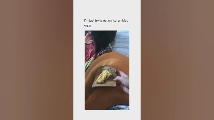 CAT VS SCRAMBLED EGG