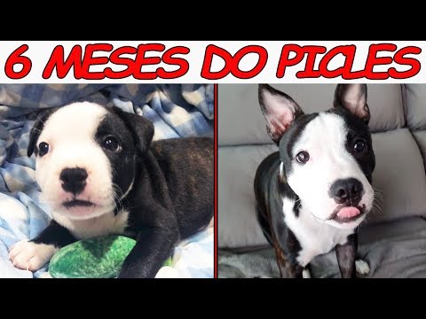 Vídeo: Seu Cachorro: Meses 4-6