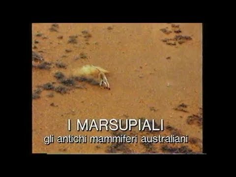 Video: Differenza Tra Mammiferi E Marsupiali