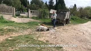 Отлов на стерилизацию двух собак с кладбища. г.Севастополь