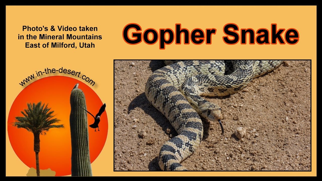 Gopher Snake - YouTube