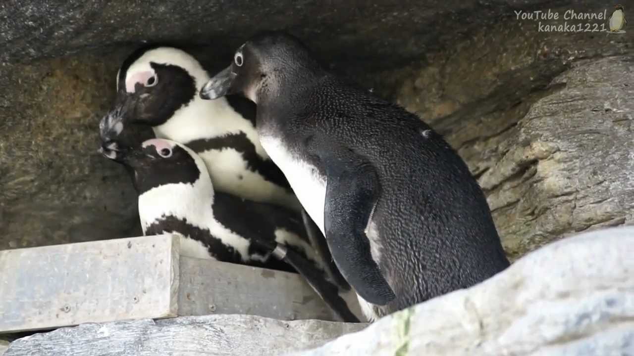 我が仔にジャマされるペンギン夫婦 - YouTube