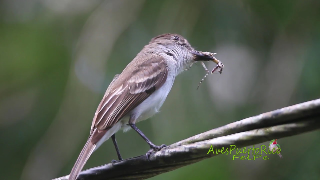 Juí vocaliza con Mantis en el pico (Puerto Rican Flycatcher, Myiarchus antillarum) ENDEMICA