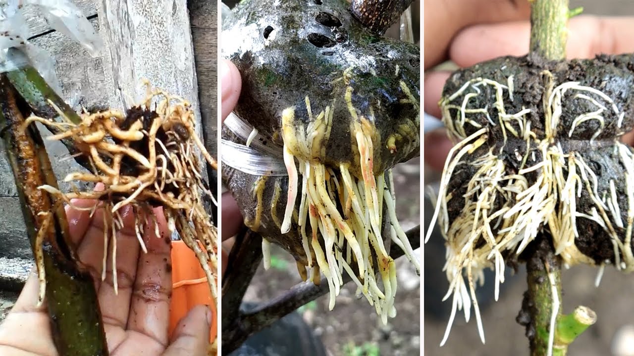 This is 3 Awesome Way To Rooting Your Trees - YouTube