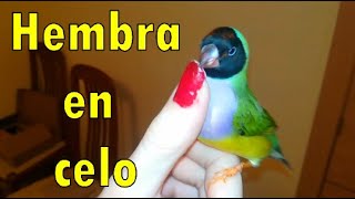 HEMBRA DE GOULD CORTEJA A PERSONA🐥 Homero en celo