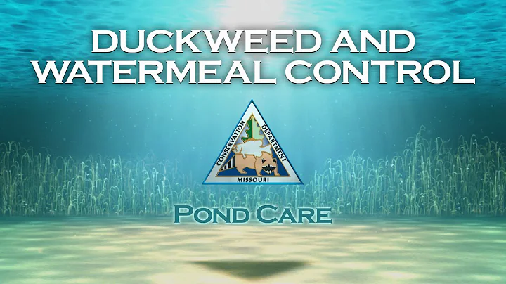 Pond Care 113: Duckweed and Watermeal Control