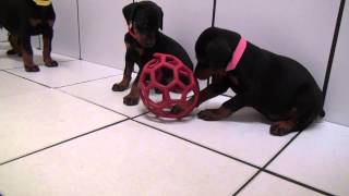 Cute Doberman puppies for sale by familydobes 2,550 views 9 years ago 5 minutes, 8 seconds