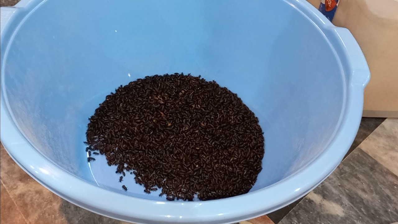 eggs harvesting and more mealworm farming